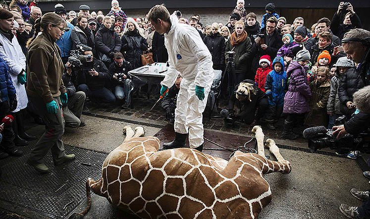 Visitors look on as a veterinarian prepares to dismember the giraffe Marius after it was killed in Copenhagen Zoo. Photo: Reuters