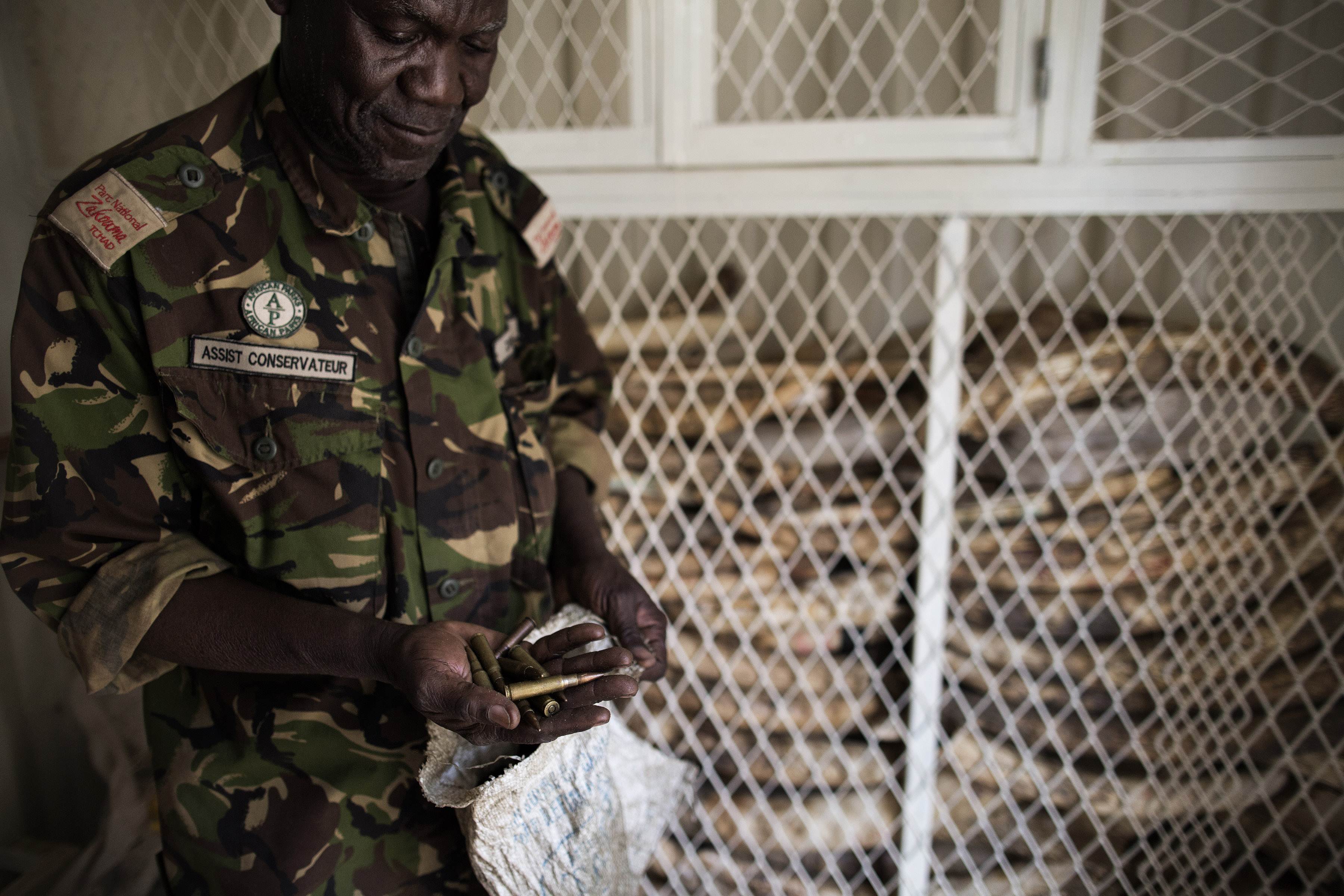 A ranger with the Chadian Zakouma National Park on February 20, 2014 shows ammunition confiscated from poachers in the park at the armoury. Photo: AFP