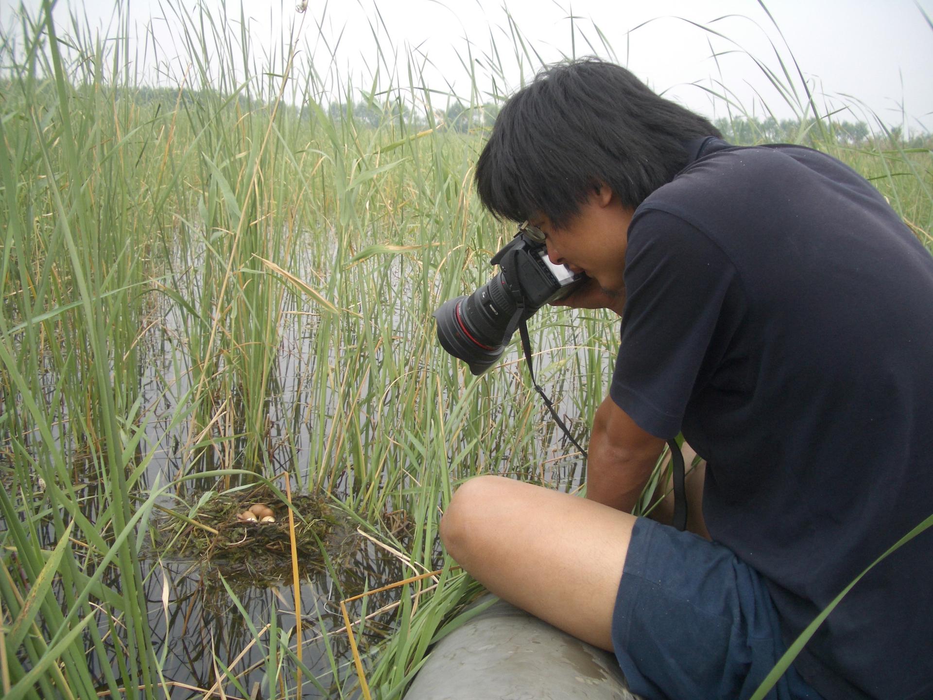 Zhang Er finds a nest in one of Beijing's wetland parks, where he has spent 10 years documenting wild birds. Photo: SMP