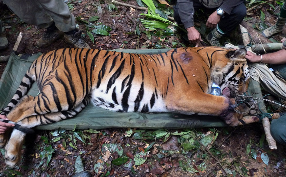 Sickening slaughter of rare tigers for sport on mainland China must be  stopped | South China Morning Post