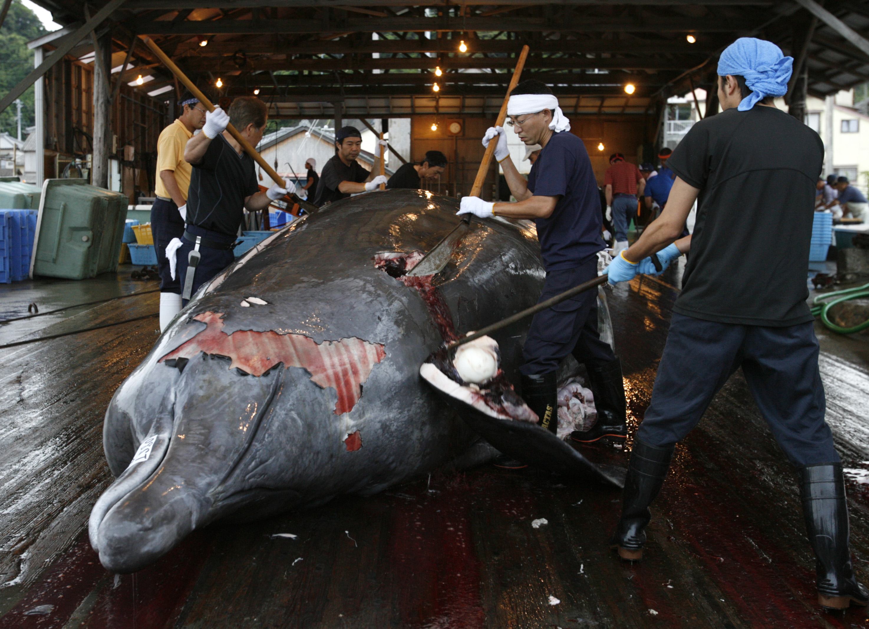 New Zealand fears Japan may try to get round the UN ruling that it must stop its annual Antarctic whaling programme, which was found to be a commercial activity disguised as science. Photo: Reuters