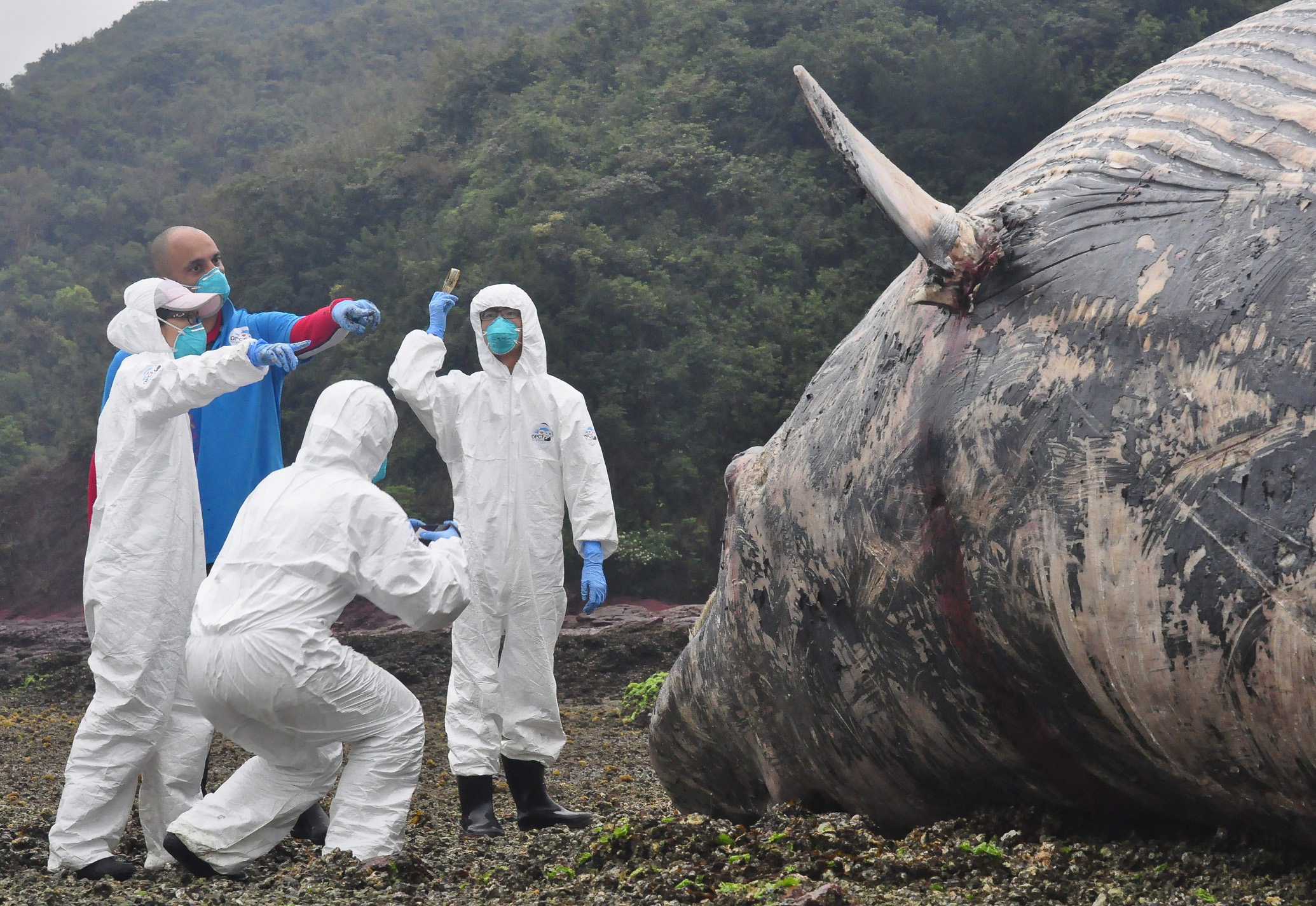 The whale is being chopped up on the beach by experts from City University and Ocean Park