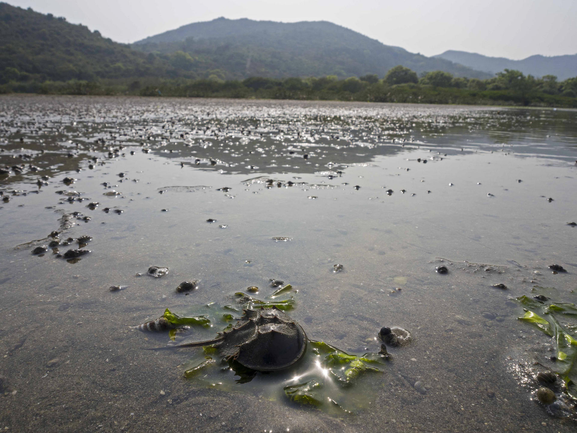 Conservancy Association is calling on conservation officials to plug loopholes in protection measures for ecologically sensitive areas in Tuen Mun and South Lantau.