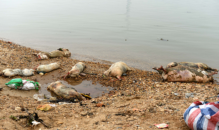 Dead pigs washed up on the banks of the Ganjiang River in Nanchang, Jiangxi province, in March. Photo: Xinhua