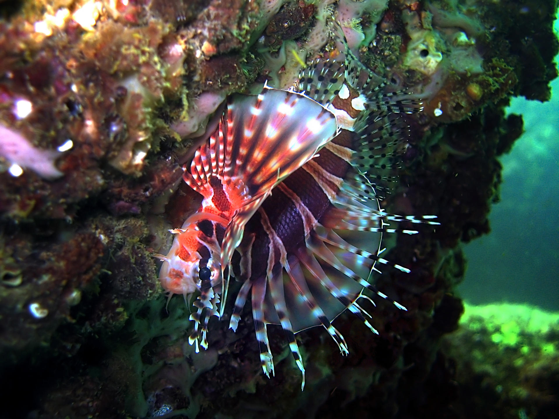 A zebra lionfish found in Port Shelter. Photo: Eco-Education