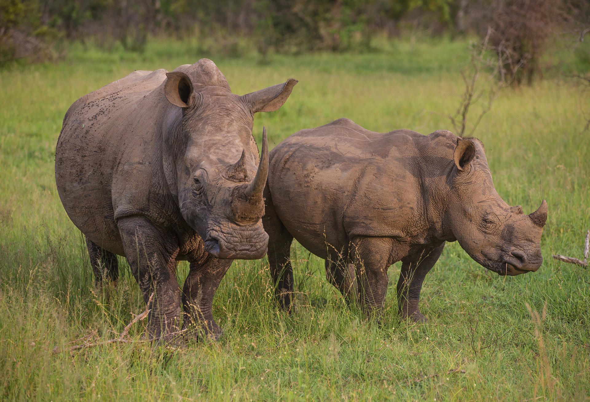 White rhinos are a highly endangered species.