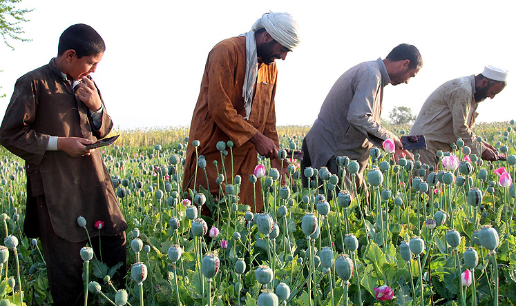 Afghan farmers extract raw opium to be processed into heroine at a poppy field in Jalalabad, Afghanistan. Photo: EPA