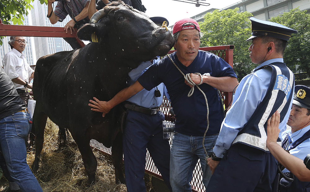 Japanese farmer Masami Yoshizawa (second right) tries to unload a black bull with white spots on its hide as police block him in front of Agriculture Ministry in Tokyo on Friday. Photo: AP