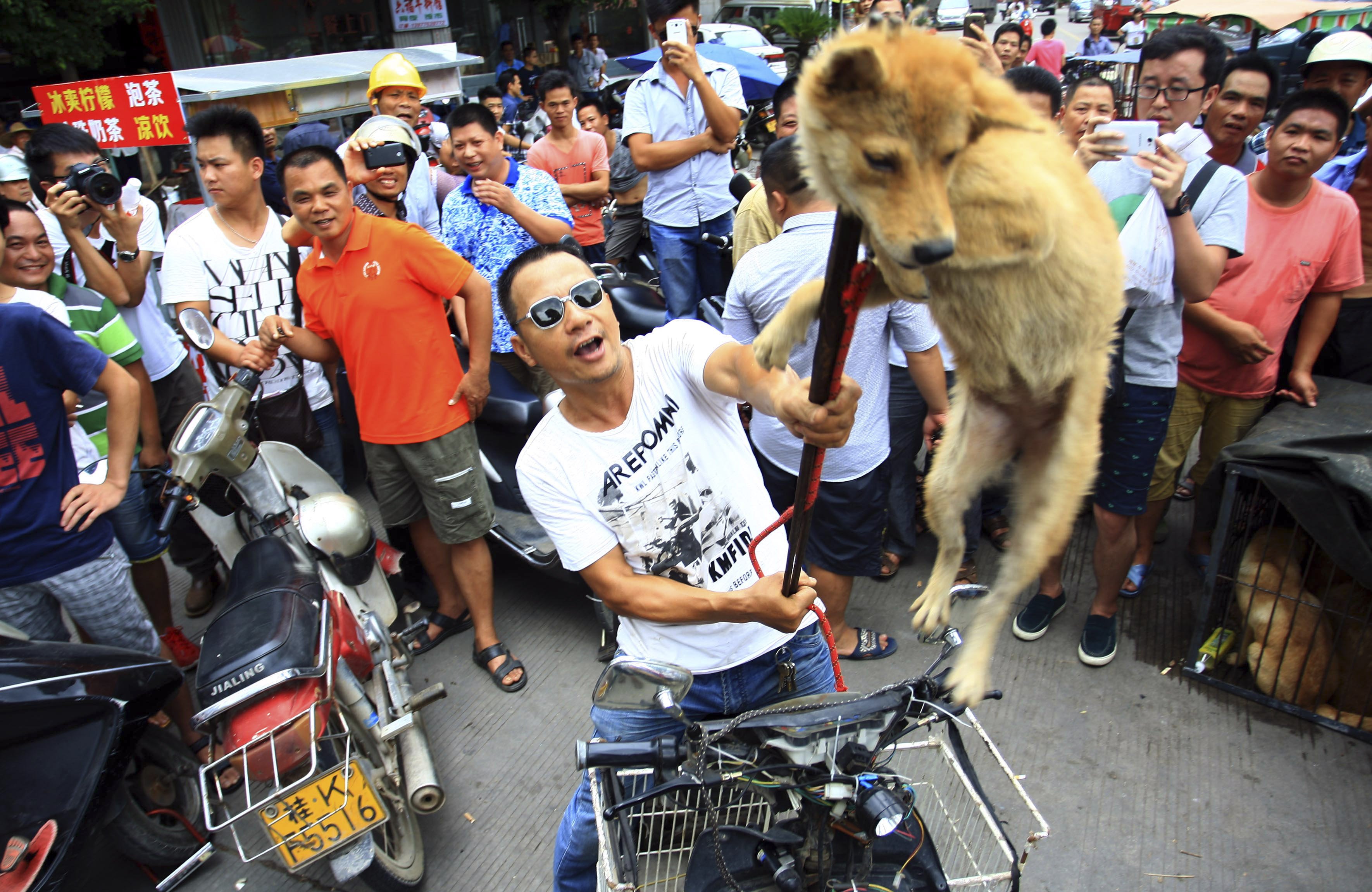 Dog-eating festival loses its bite as animal rights activists step in |  South China Morning Post