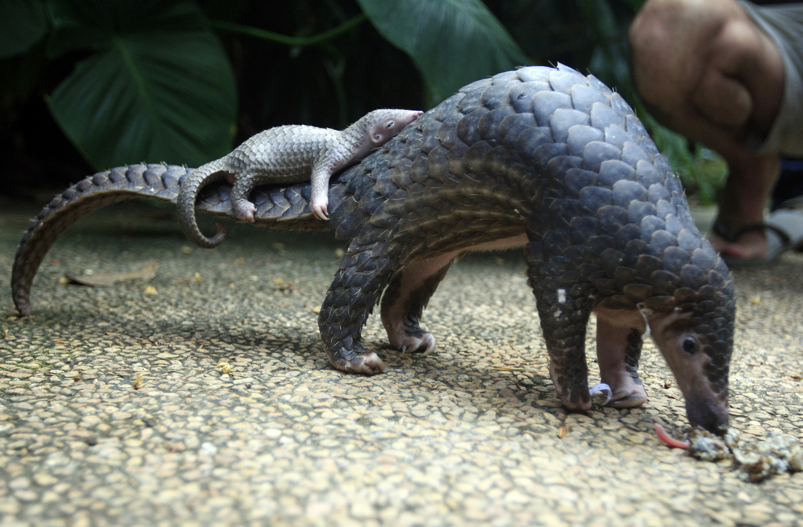 Pangolin numbers have plunged in recent years in part because of Chinese demand. Photo: AP