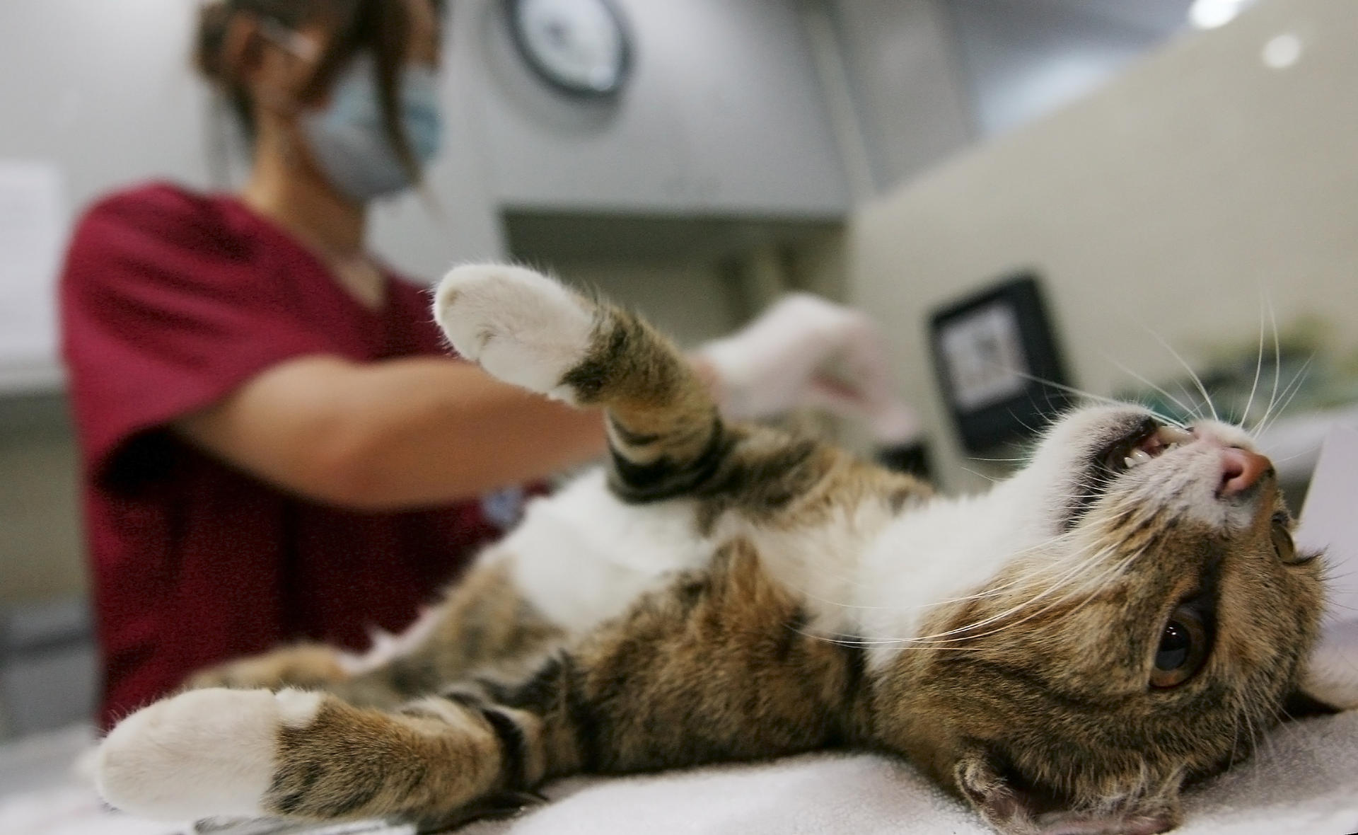 Move to reduce five-year wait for veterinary surgeon complaints | South  China Morning Post