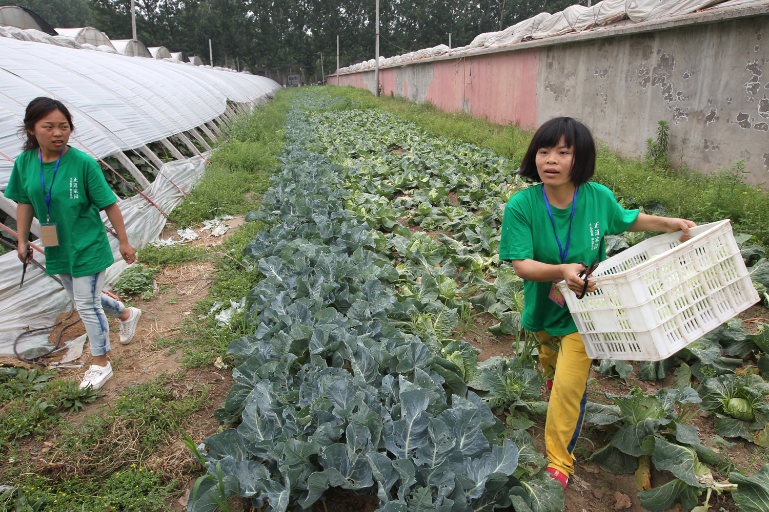 Staff at the Righteous Path Farm, in Hebei province, harvest their organic produce.