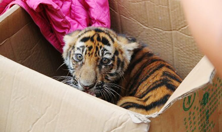 The Bengal tiger cub was rescued when police arrested a gang of alleged smugglers. All trade in the endangered animals is illegal. Photo: Sina Weibo