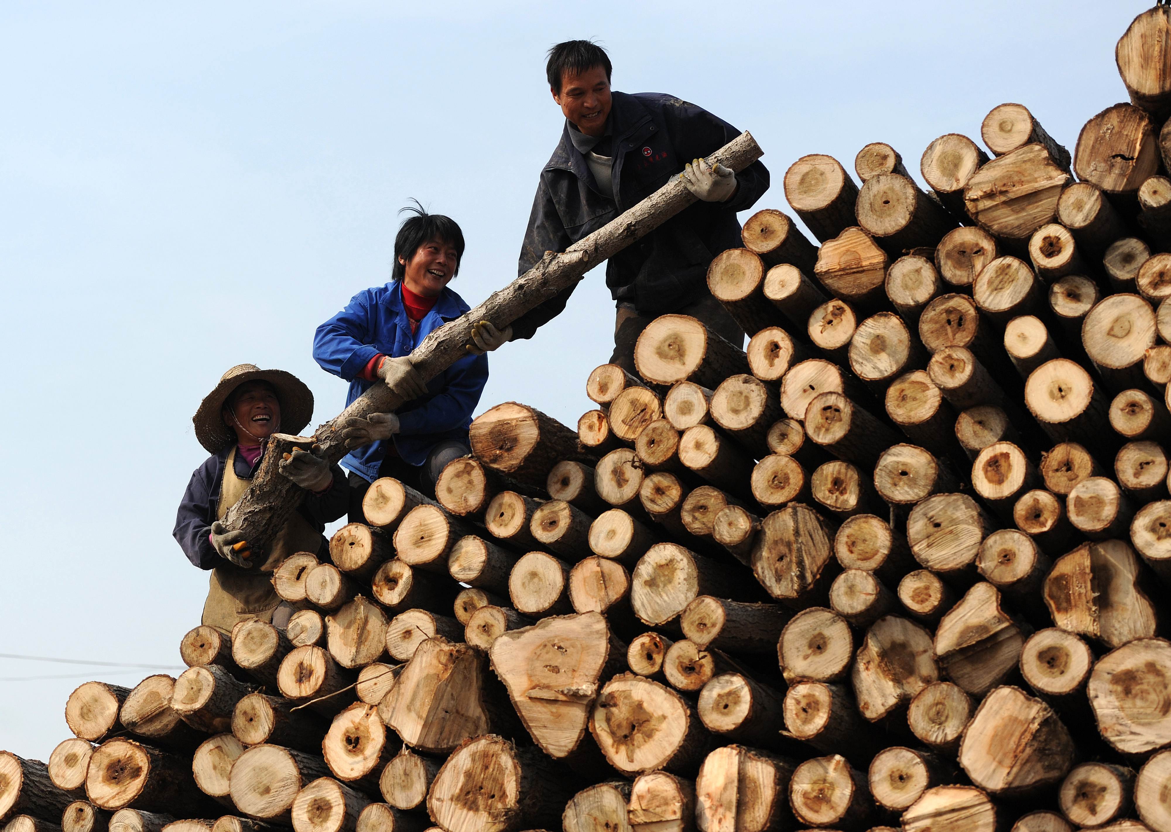 Рубить ветку. Экспорт лесоматериалов в Китай. Китайцы вывозят лес. Древесина в Китай. Сибирь китайцы лес.