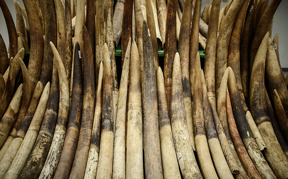 Seized ivory tusks are displayed prior to their destruction by incineration in Hong Kong earlier this year. Photo: AFP