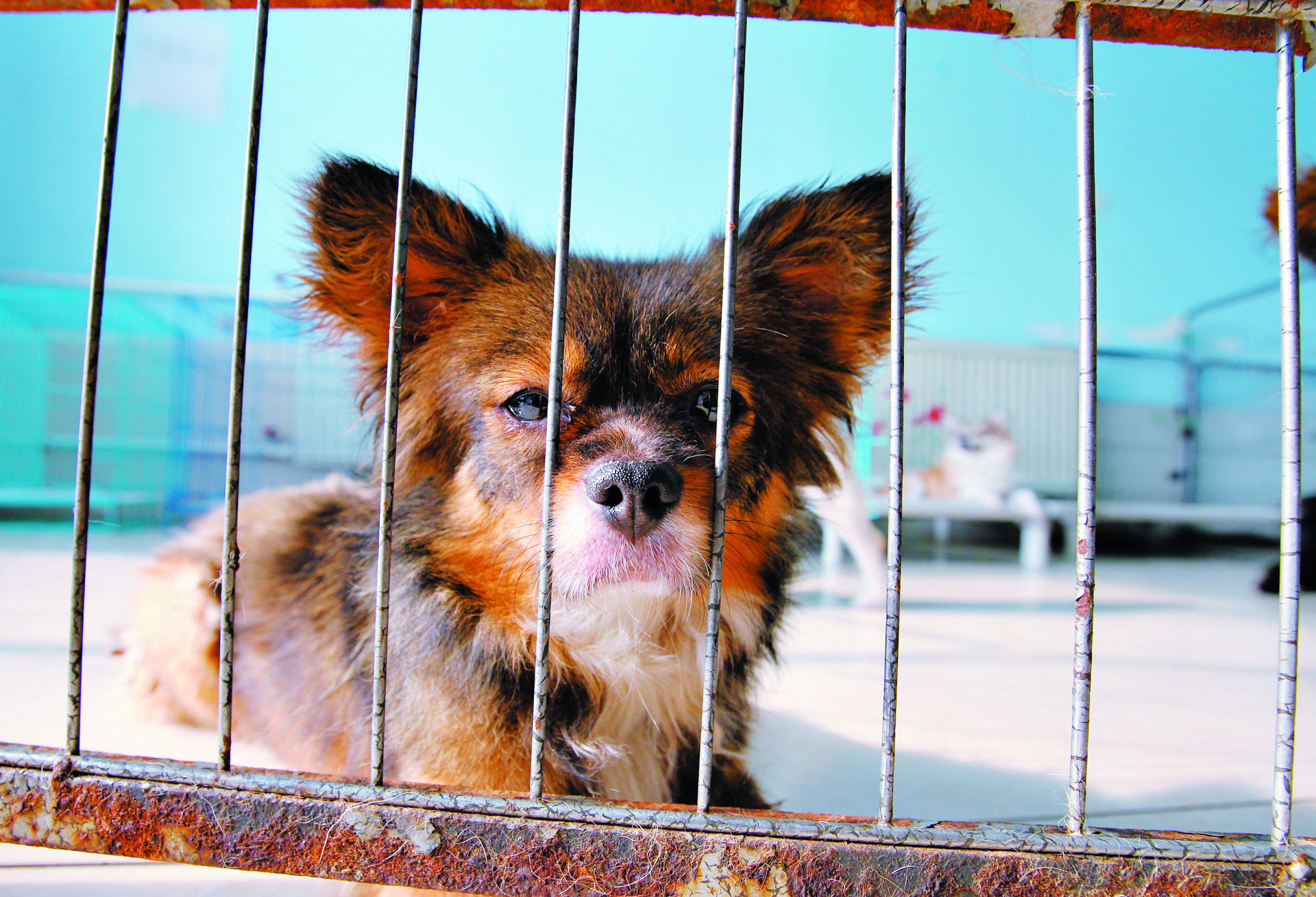 A resident of the Little Adoption Shop, an animal shelter in Shunyi, Beijing. Photos: Simon Song; AFP