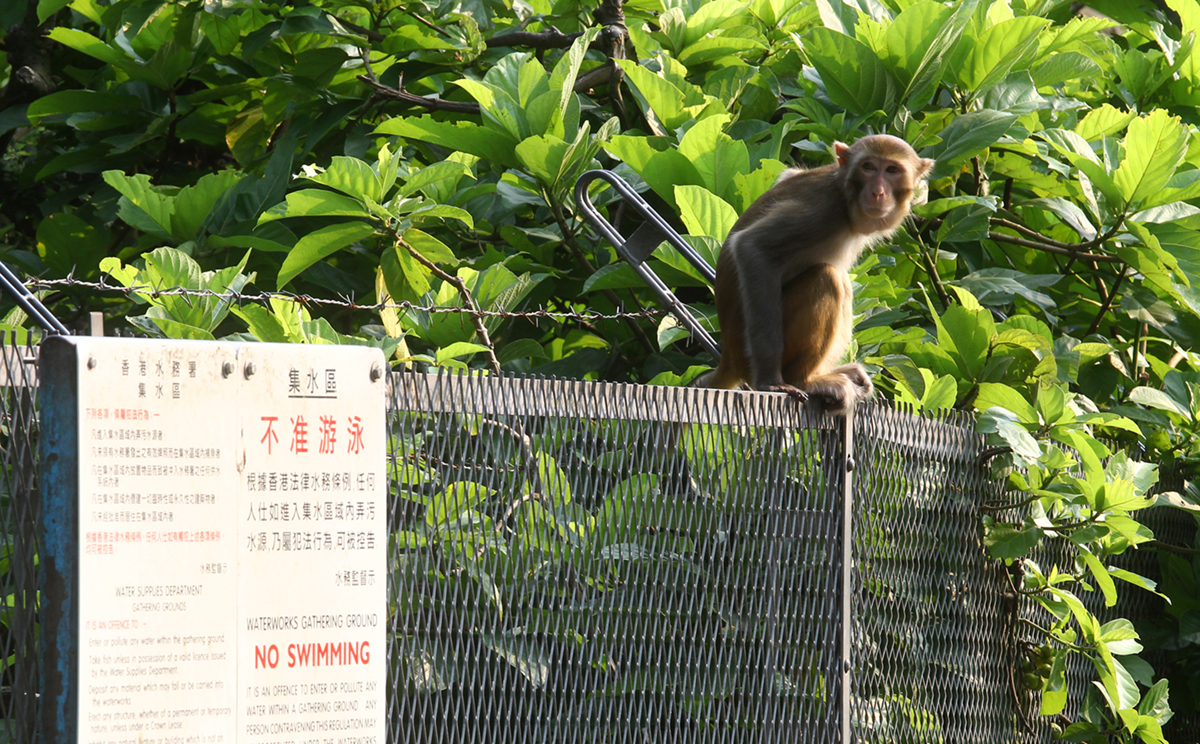 A wild monkey at Kam Shan Country Park. Photo: May Tse