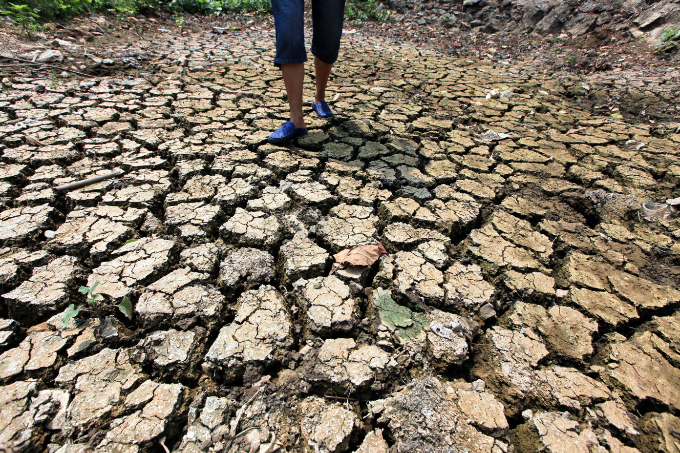 The drought affecting large areas of farmland in central China's Hubei and Henan provinces has been caused by the driest summer since 1961, say officials. Photo: Xinhua