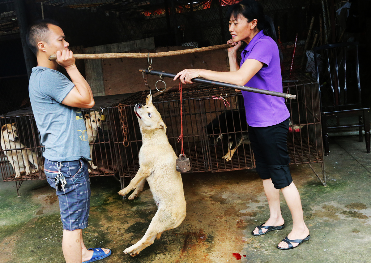 How Long Does Rabies Take To Kill A Dog