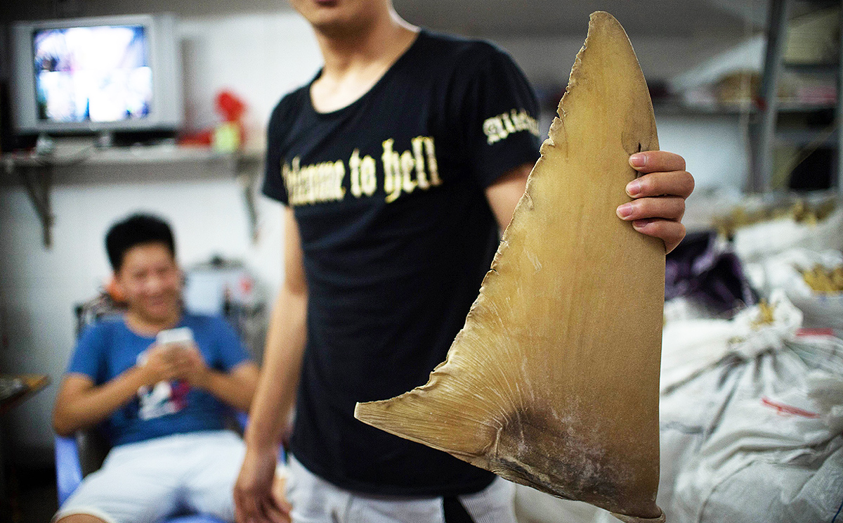 A young worker holding a dried shark fin at a shop in Shantou, Guangdong province in August. Photo: AFP