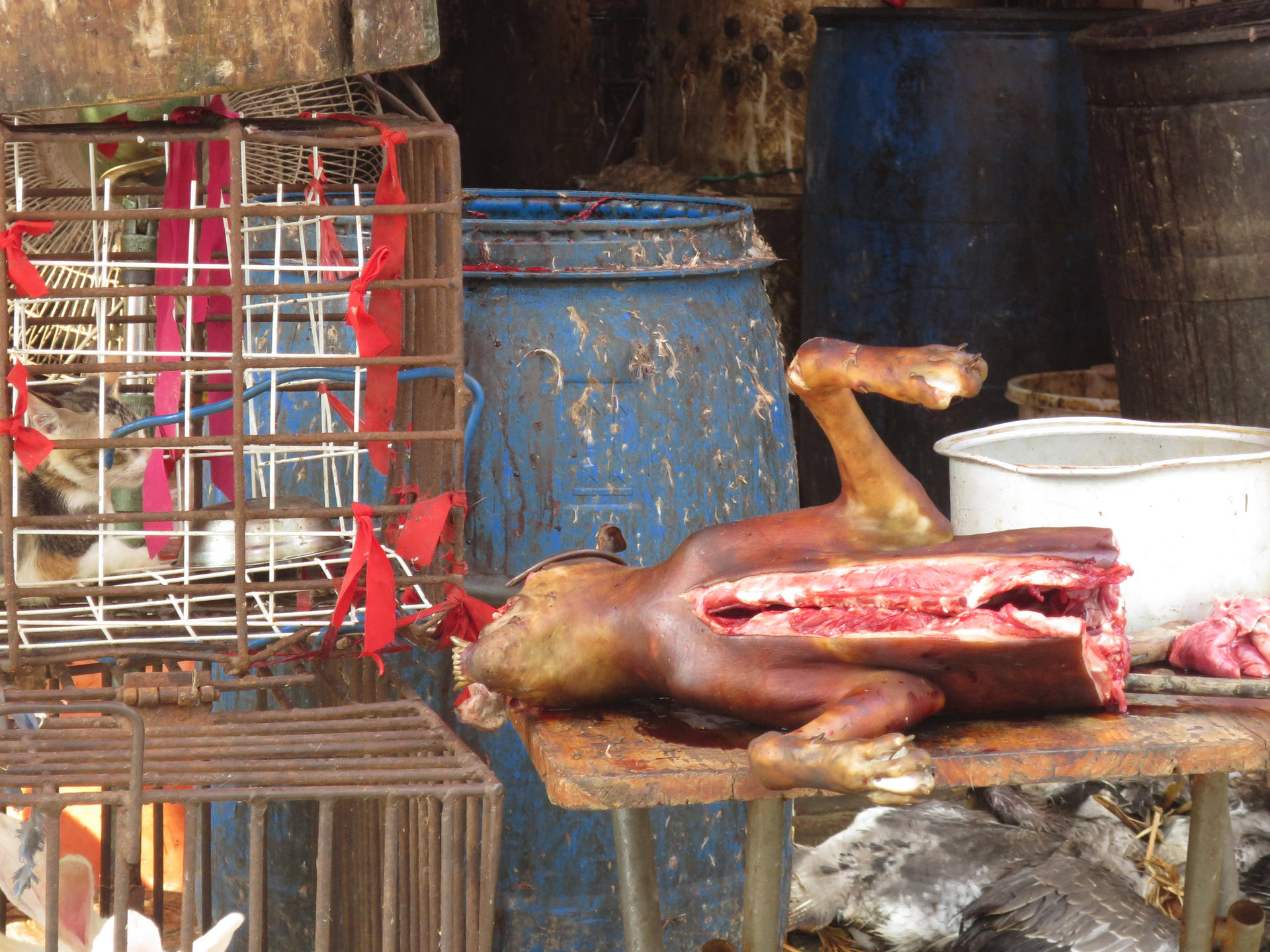 Dogs were slaughtered and cooked by a stall owner. 