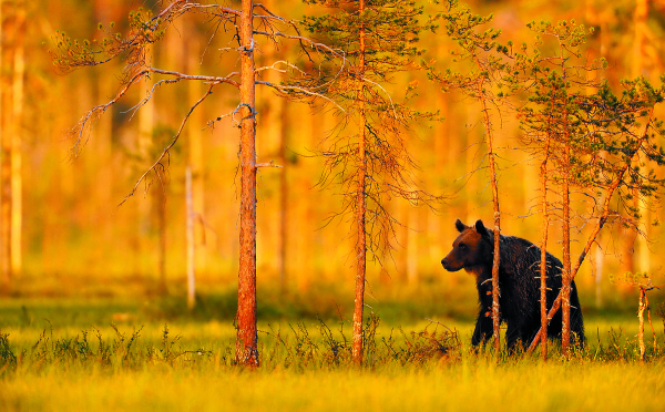 A European brown bear, in Kuhmo, Finland. 