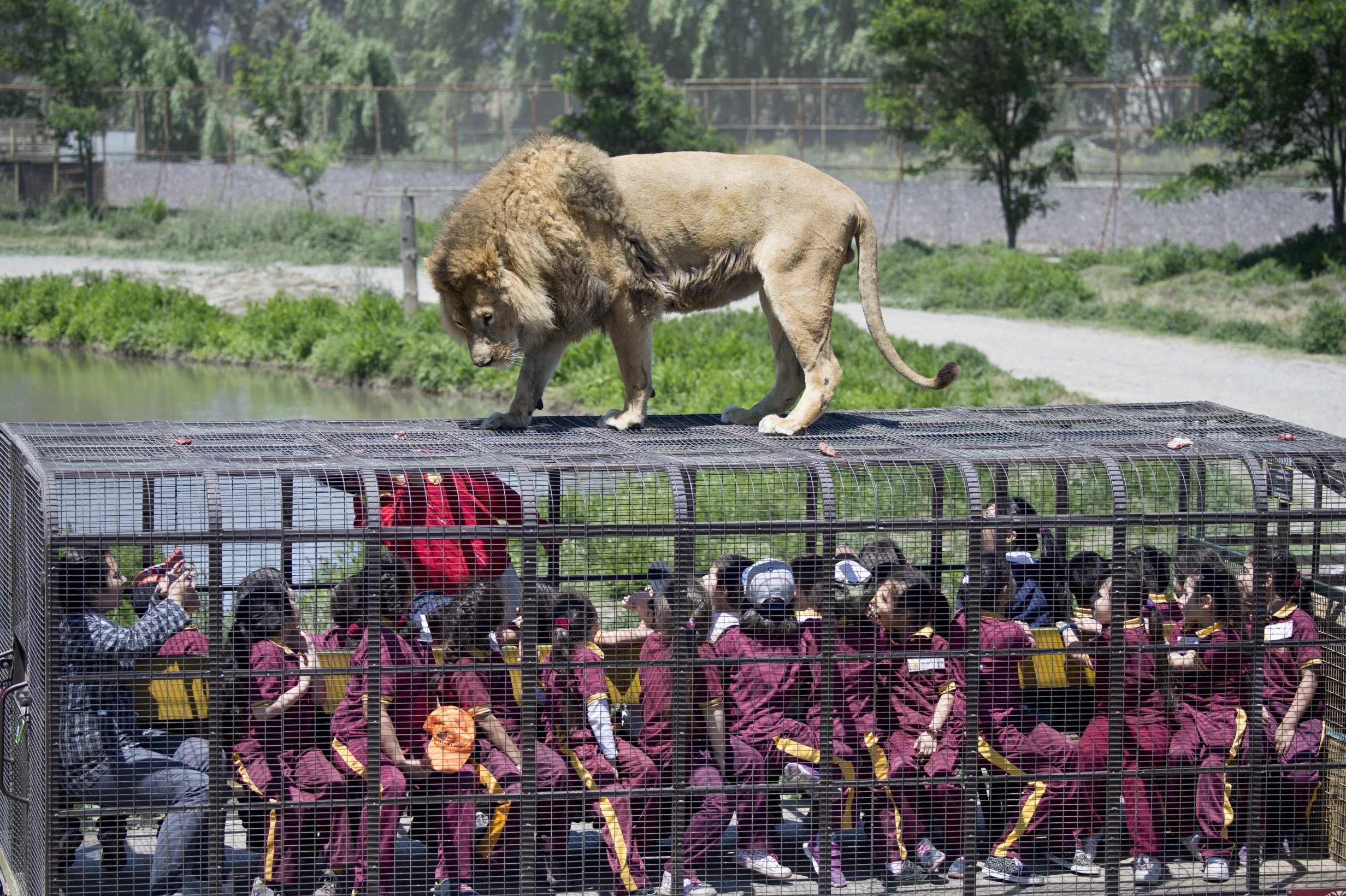 Lions roam free at safari park as visitors sit in cages for close-up  experience | South China Morning Post