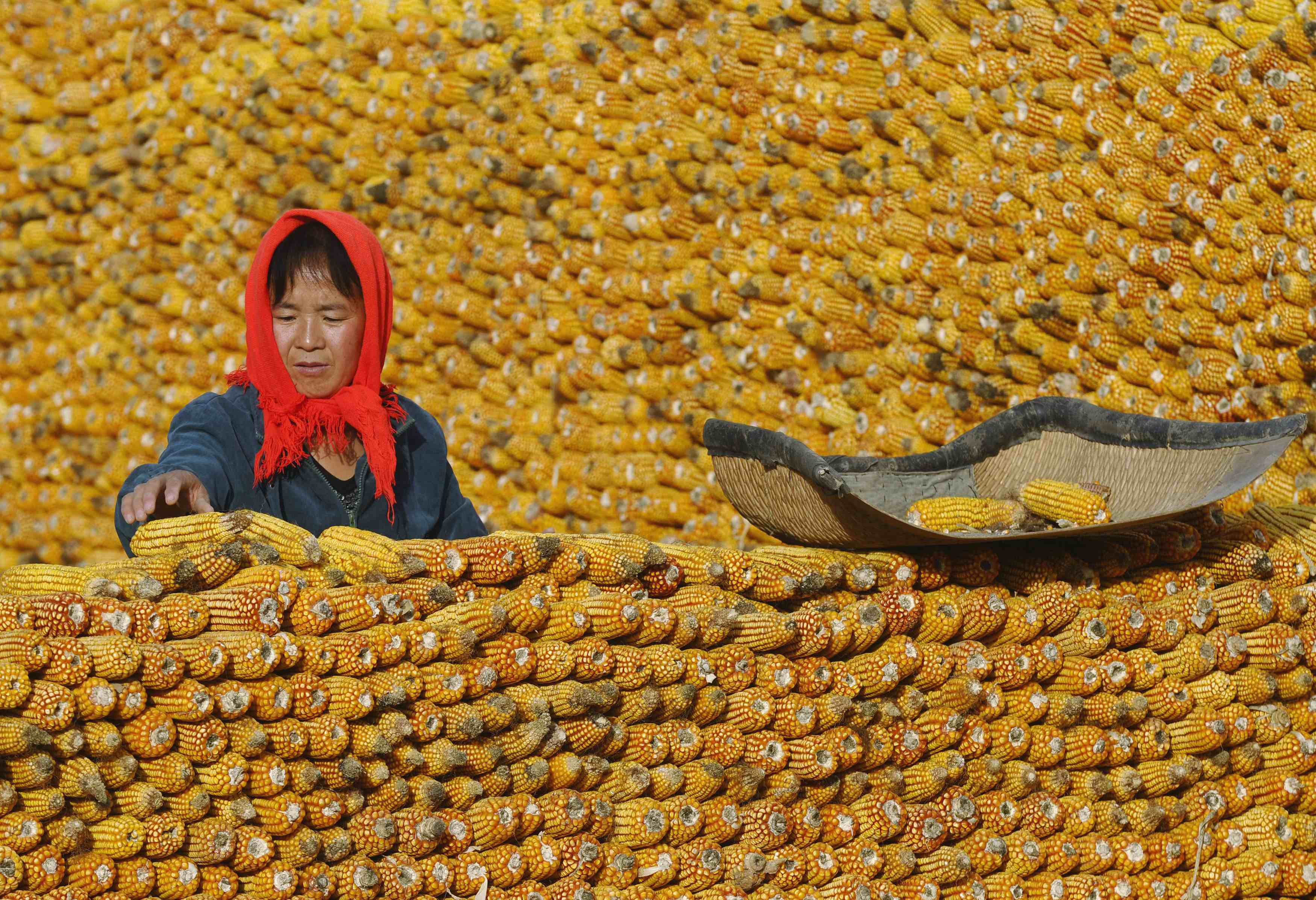 Given the increasing reliance on women to produce crops, never have women's land rights in China been more important. Photo: Reuters