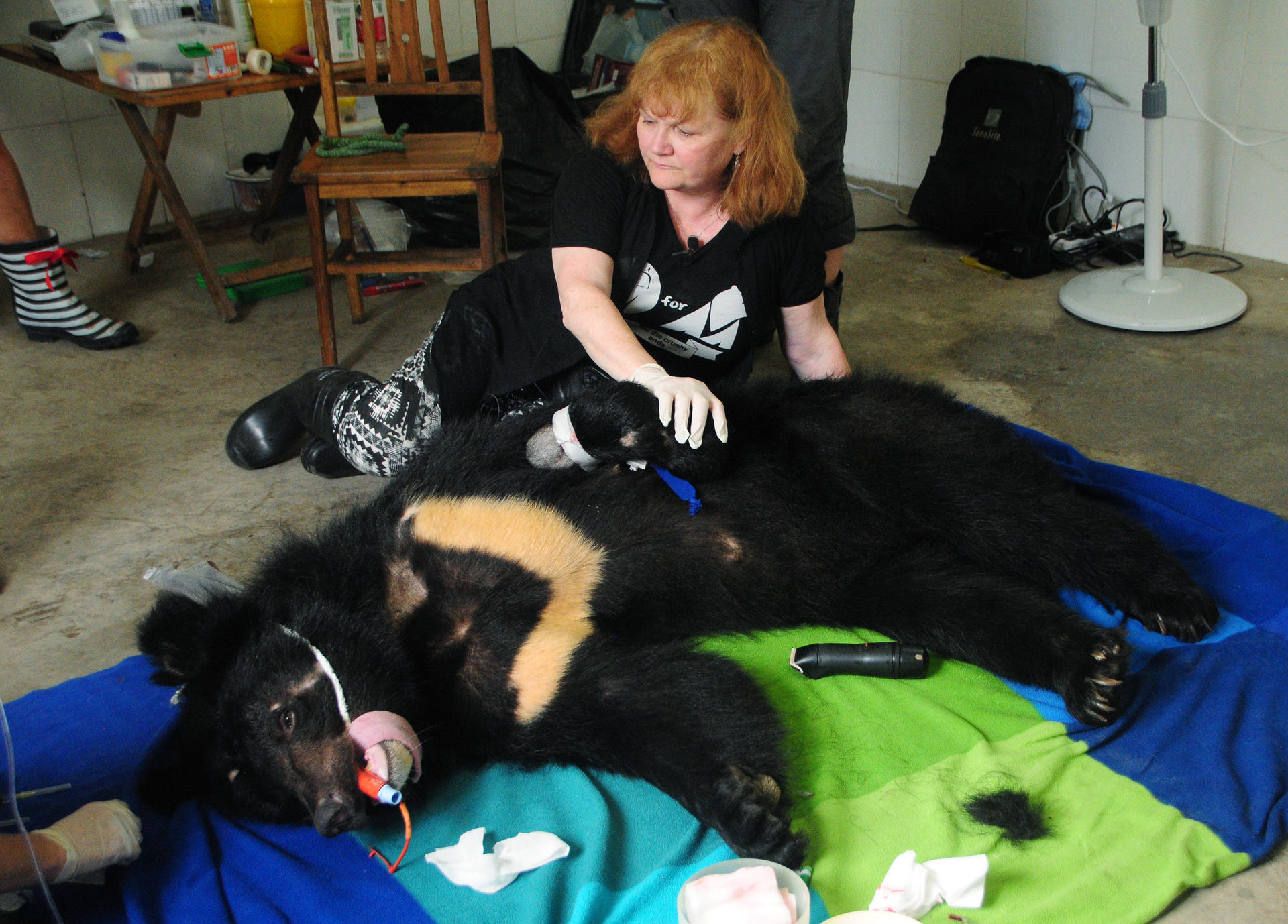 Actress Lesley Nicol helps treat a sick rescued bear in Nanning in June. Photo: SMP