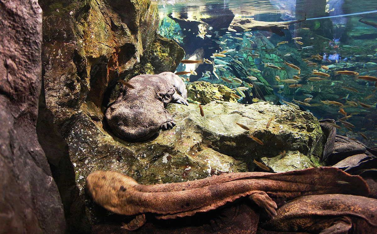 Japanese Giant Salamander At Risk Of Disappearing As A Distinct Species South China Morning Post Japanese Giant Salamander At Risk Of Disappearing As A Distinct Species South China Morning Post
