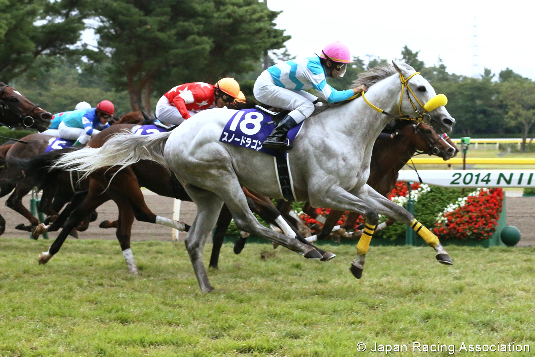 Snow Dragon wins the Sprinters Stakes at Niigata last month. Photos: JRA/Kenneth Chan