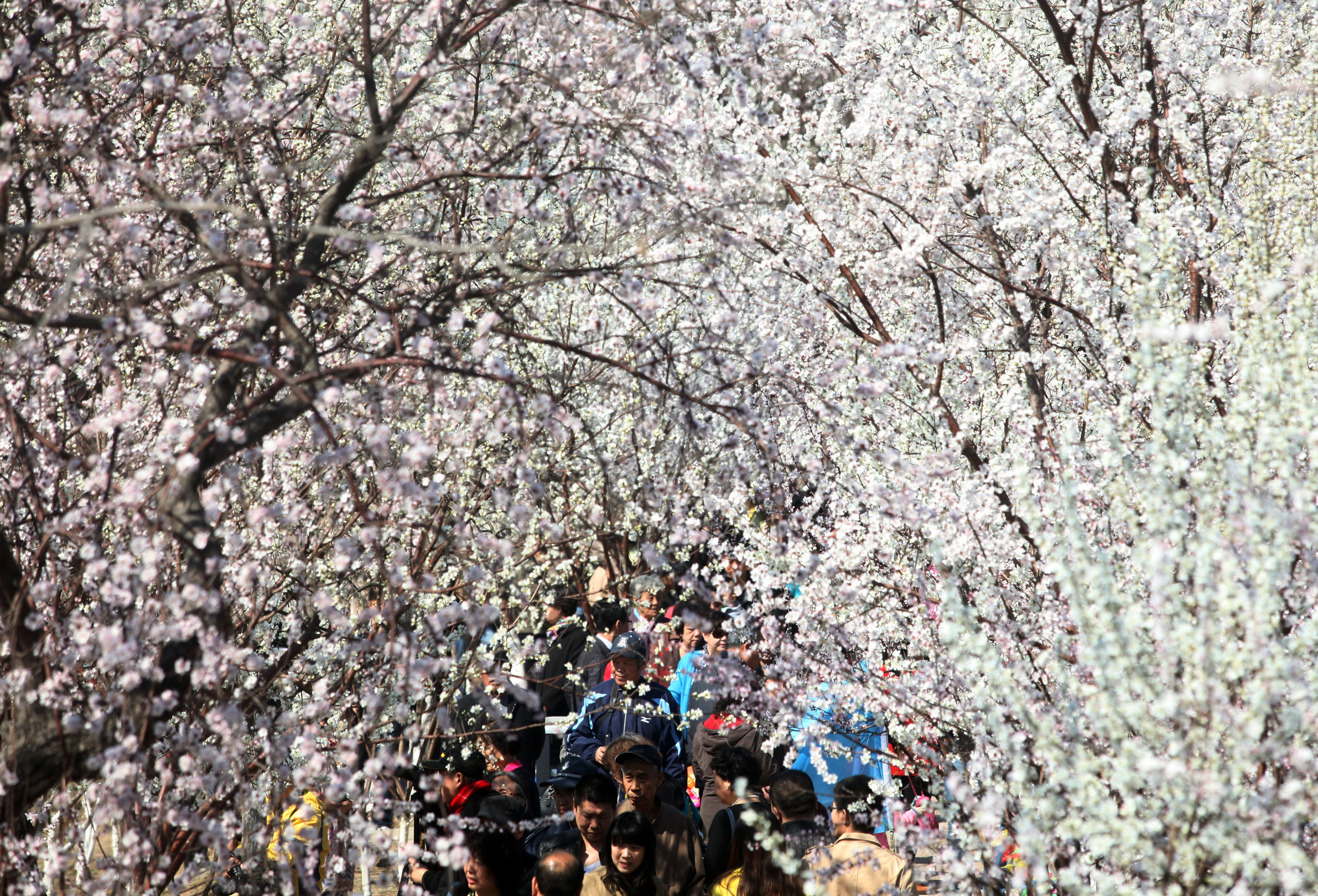 Peace blossoms in Tianjin this year. The city is among those named by the Intergovernmental Panel on Climate Change as being at high risk of being affected by climate change. Photo: Xinhua