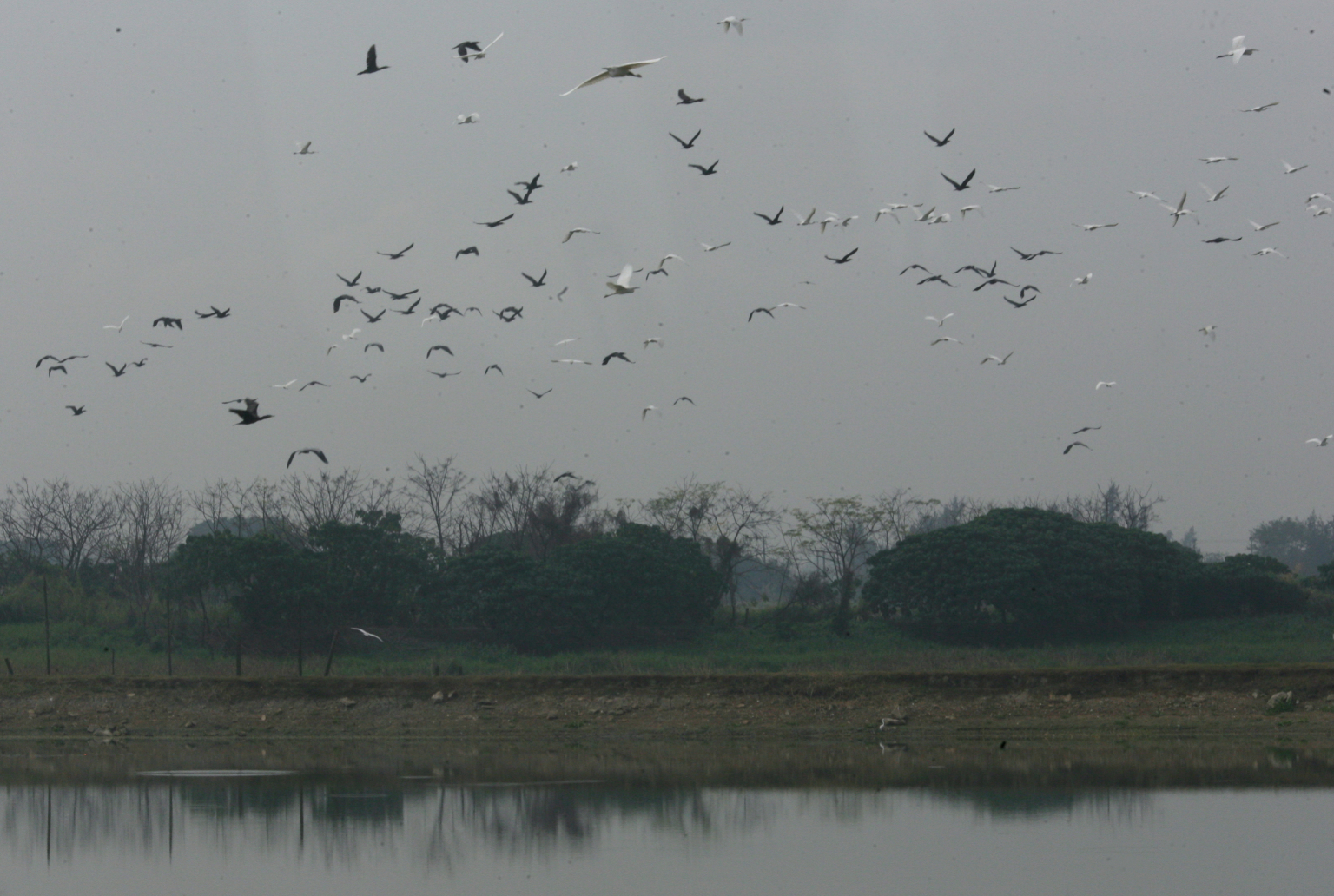 An area in Lok Ma Chau was set aside to provide wetland habitats as part of the spur line project. Photo: Martin Chan