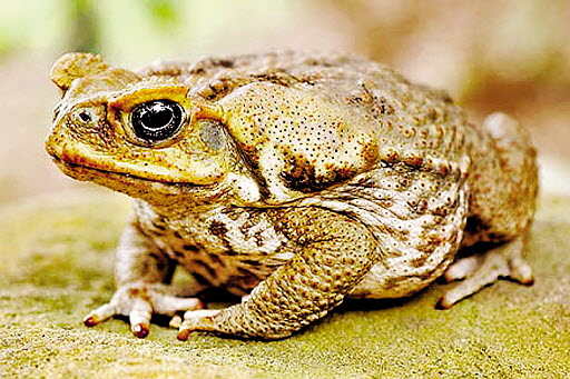 Toads are not listed among China's endangered animals, but are protected by a recent provincial regulation introduced in Henan. Photo: SCMP Pictures