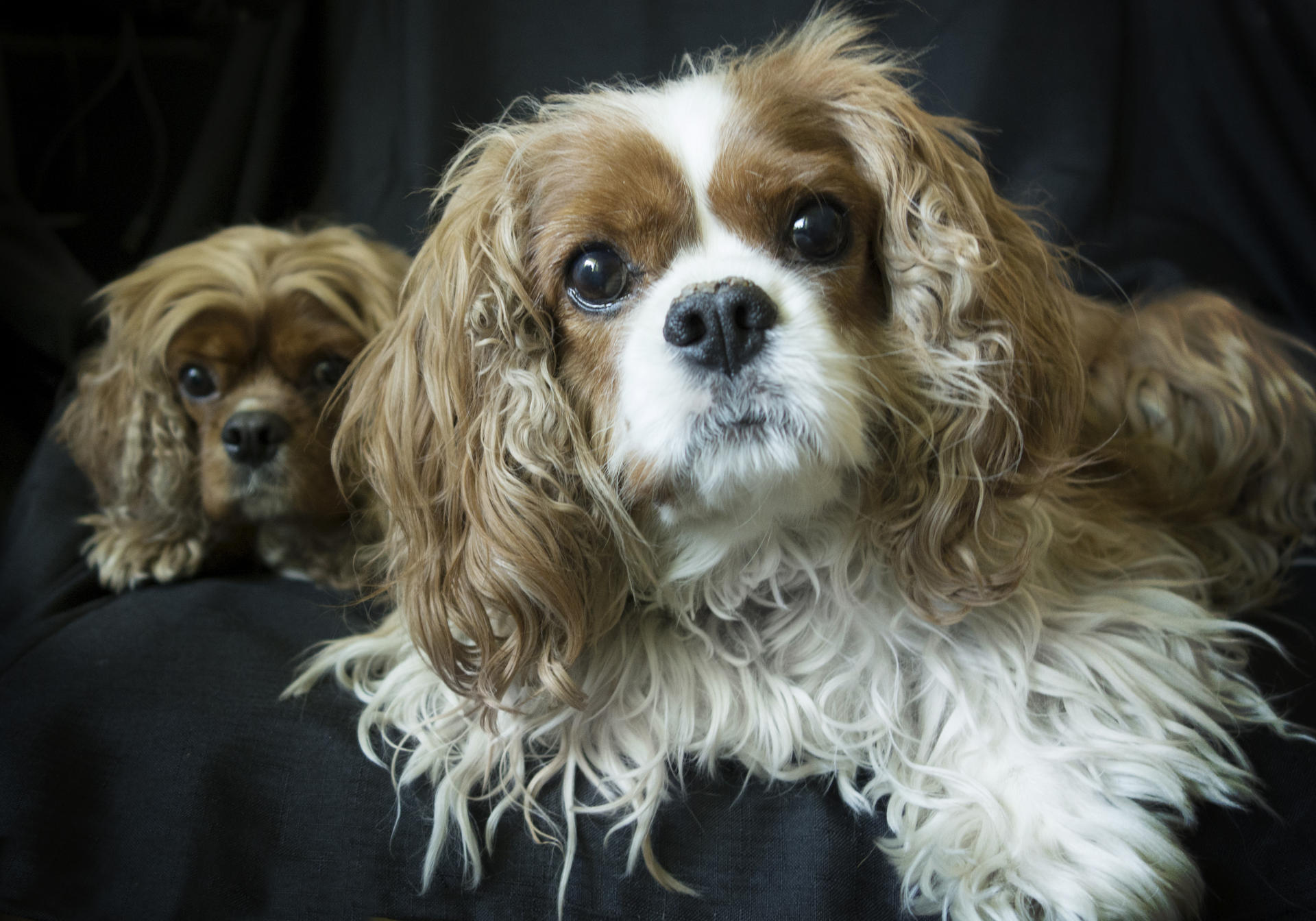 Cavalier King Charles spaniels are prone to neurological problems. Photos: Thinkstock