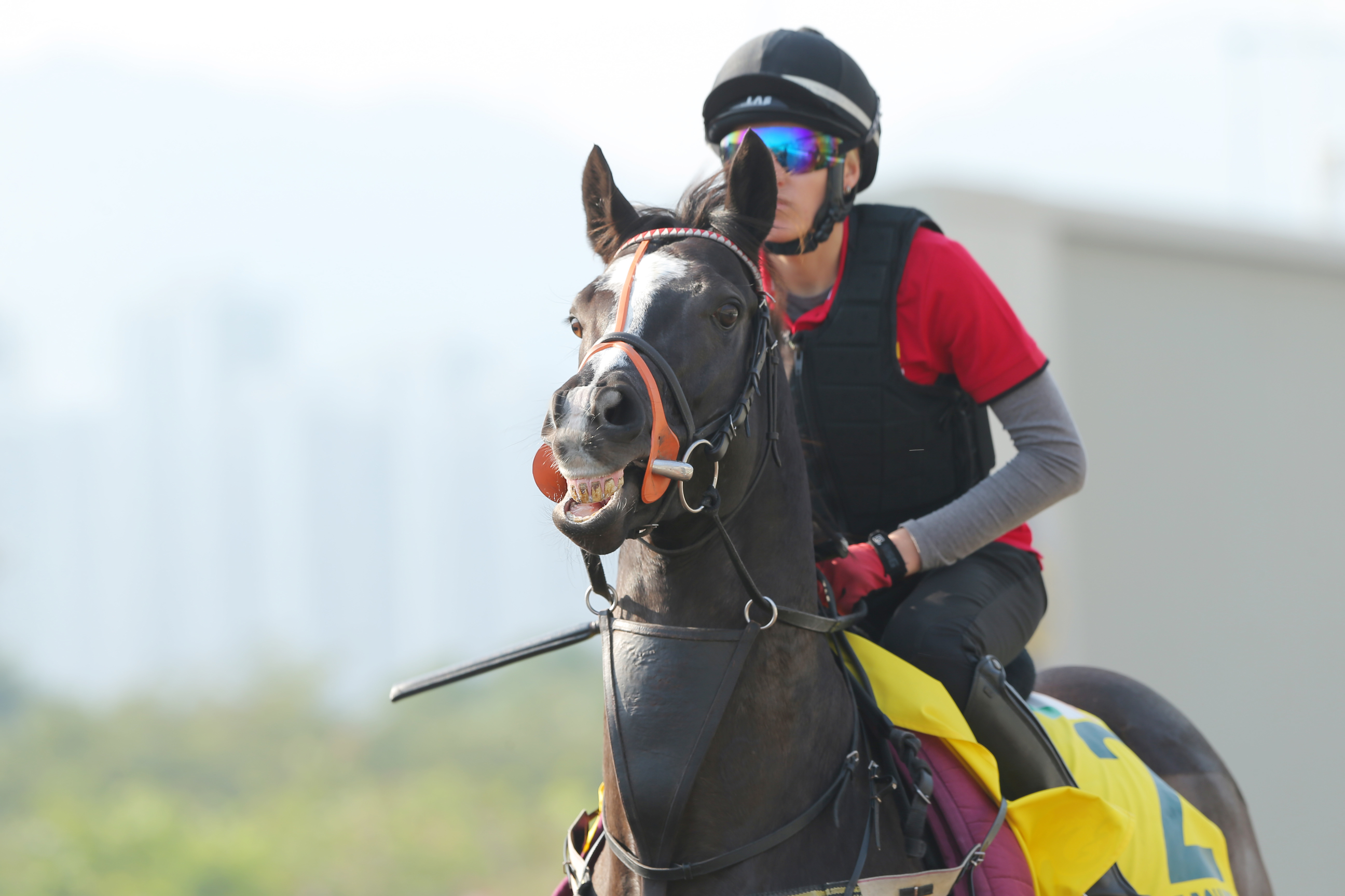 Sole Power is making his third trip to Sha Tin. Photo: Kenneth Chan