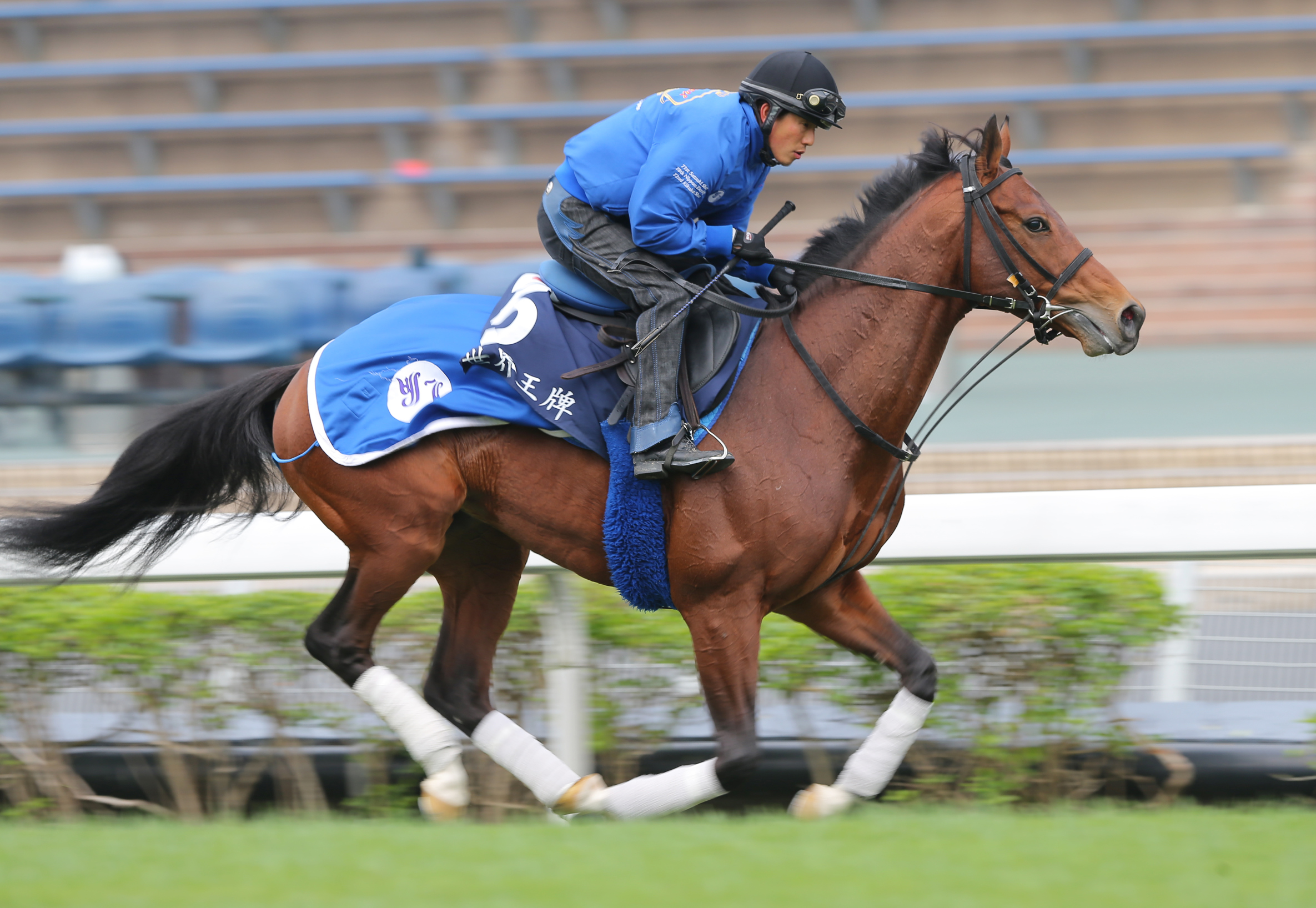 World Ace works out at Sha Tin. He could be a player in the Hong Kong Mile says jockey Zac Purton. Photos: Kenneth Chan