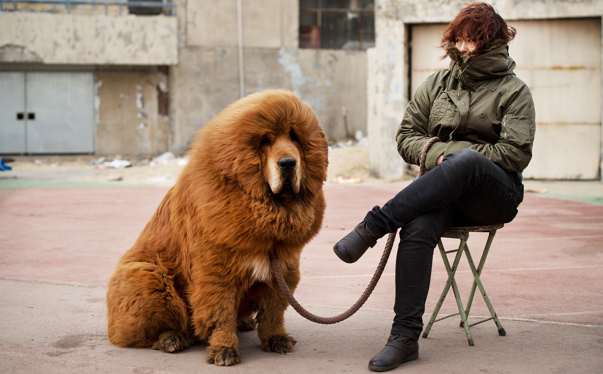 do tibetan mastiffs bite