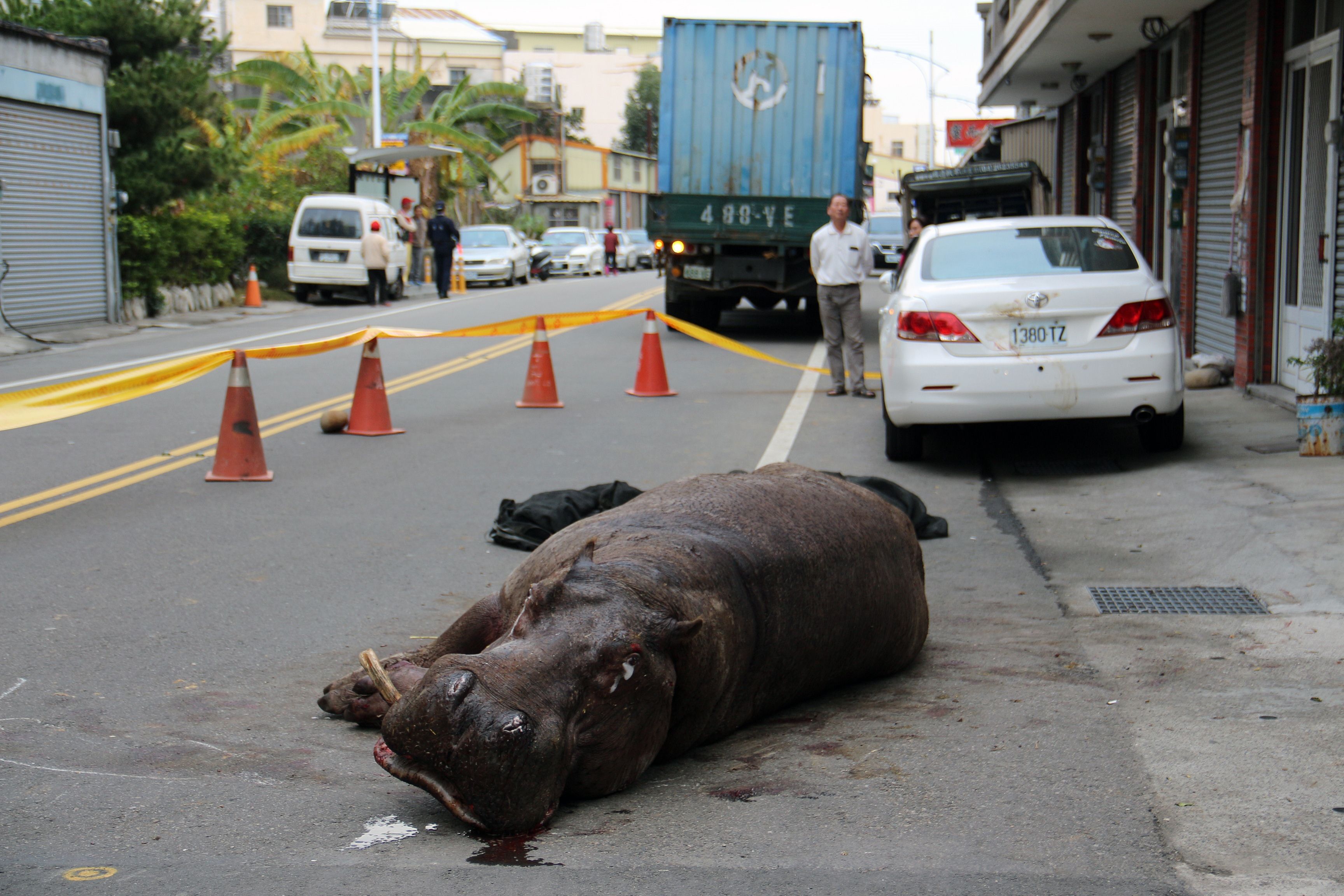 The injured hippo lies on the ground after it jumped from a truck in Miaoli county, Taiwan on Friday. Photo: AFP