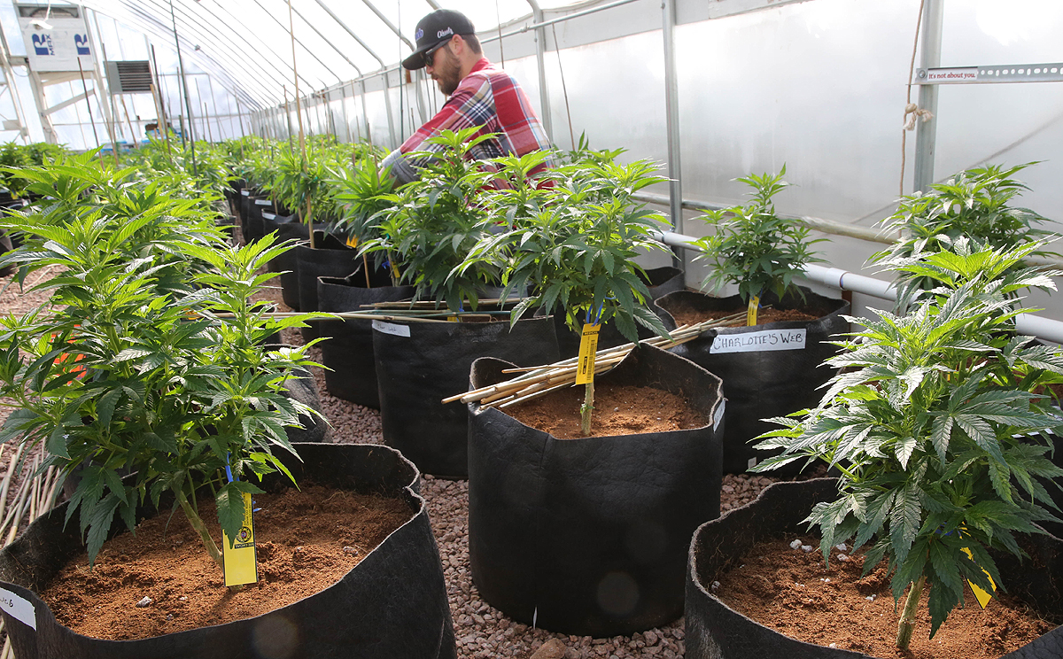 Authorities in the Swiss canton of Geneva are pondering liberalisation of cannabis laws in order to undermine the city's thriving black market. Photo: AP