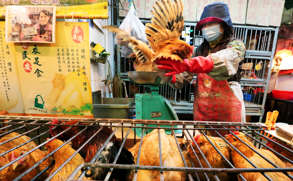 Live chickens return to a market in Kowloon City for the first time this year, to the delight of shoppers. Photo: Felix Wong