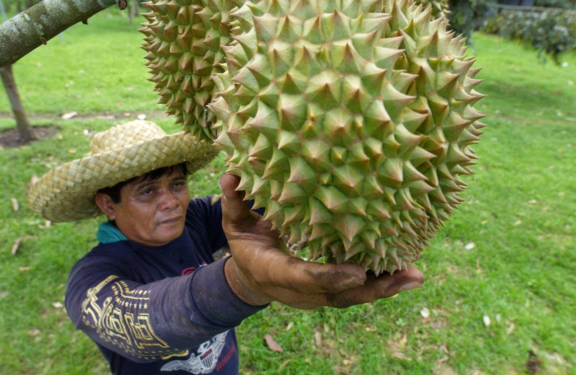 Global demand for Southeast Asia's exports of durians and rice, particularly from China, has been growing. Photo: AFP