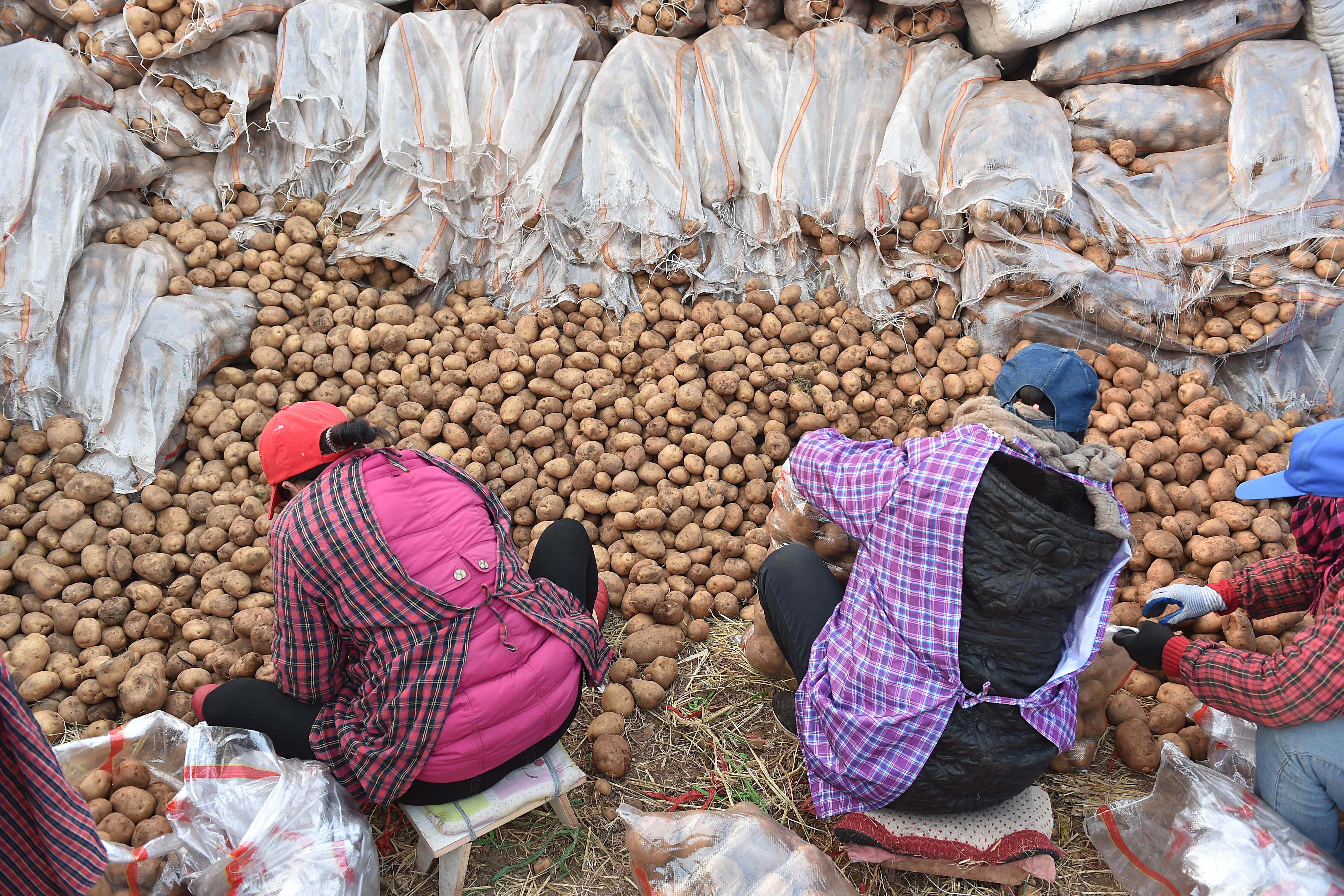 Potatoes nearly swamp two dealers in Shaanxi province as consumer sentiment in China was clouded by the outlook for jobs the real estate market. Photo: Xinhua