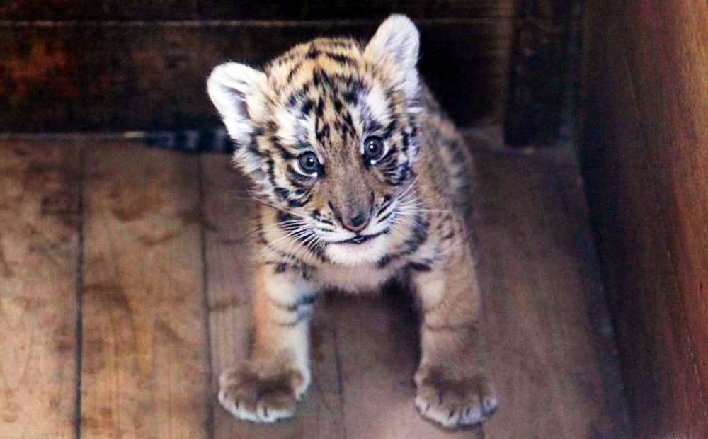 The endangered South China tiger cub, which is now feeding normally at a zoo in Jiangxi province after a breeder was found to have repeatedly hit the cub. Photo: Chinanews.com