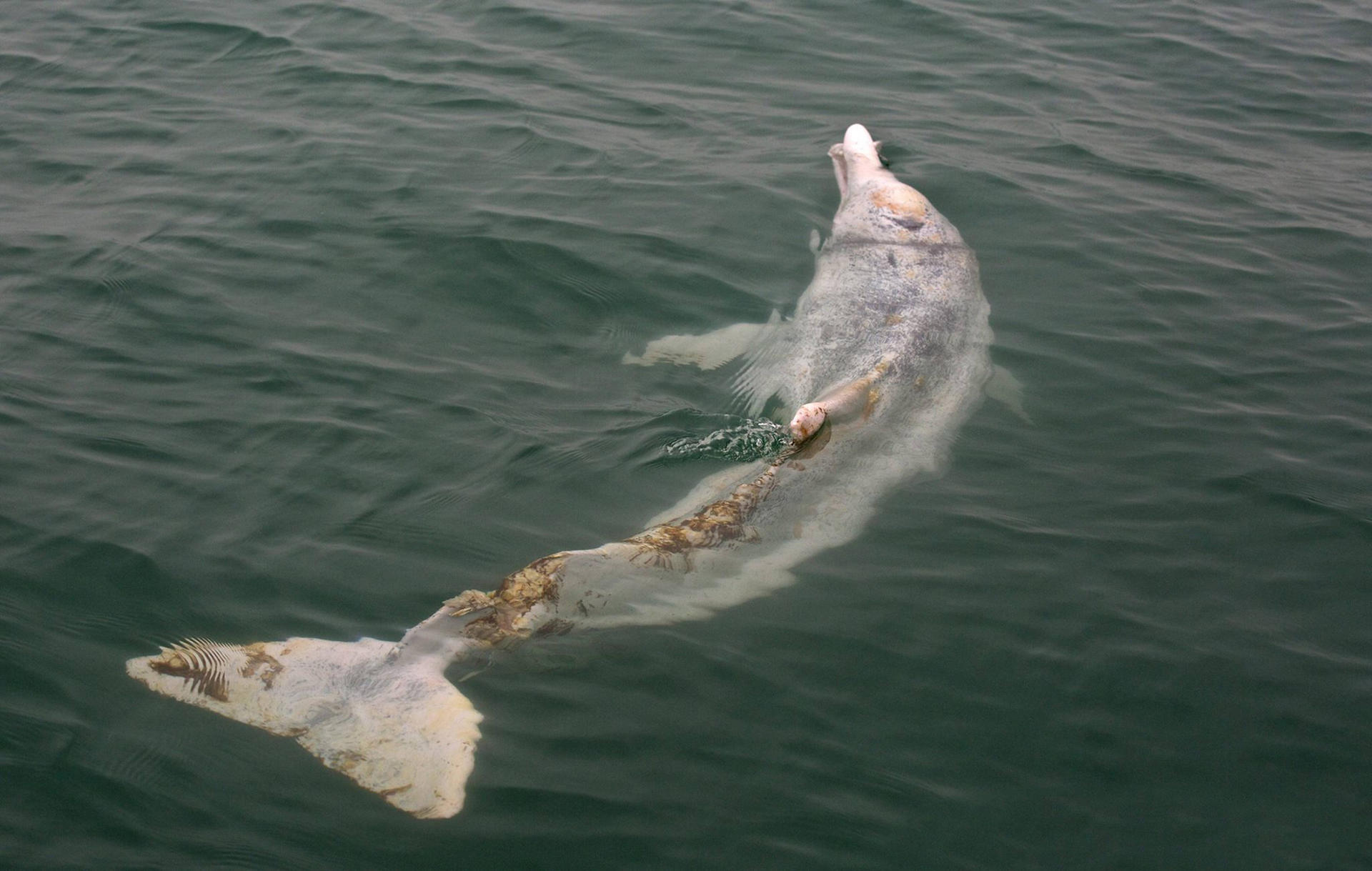 The injured dolphin was found off Lantau.Photo: Gary Stokes
