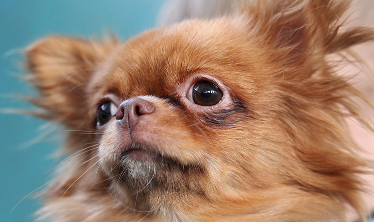 A Chihuahua of the same breed as the deceased dog at the centre of the Japan court case. Photo: EPA