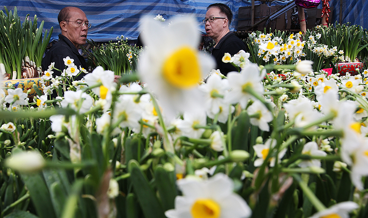 People choose daffodils at Lunar New Year fair at Victoria Park in this file image from February 2013. Photo: SCMP Pictures