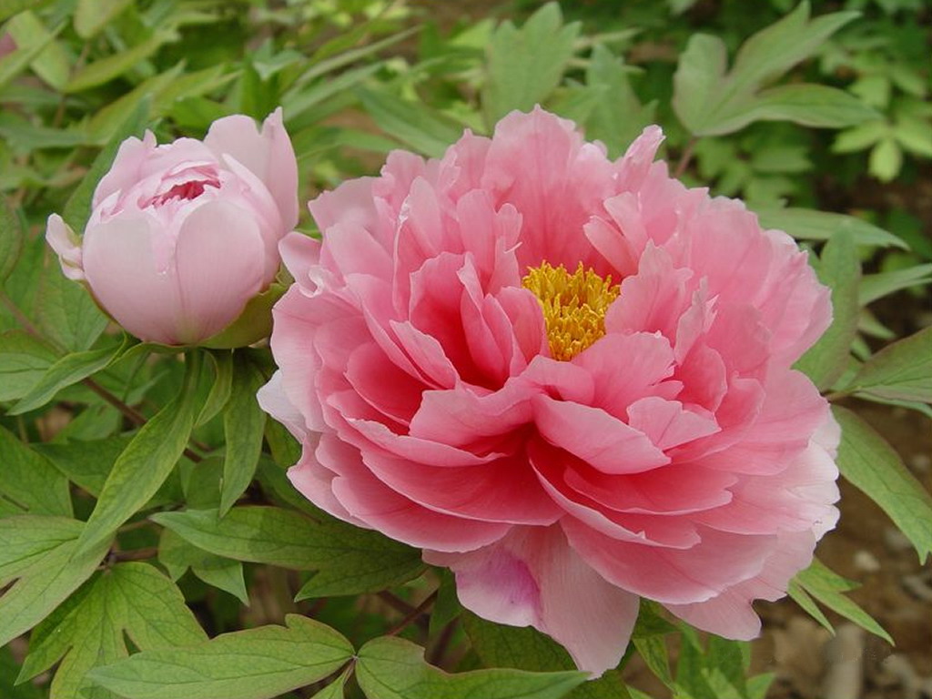 Genetic forebears of tree peony, 'king of flowers', nearly extinct, study  finds | South China Morning Post