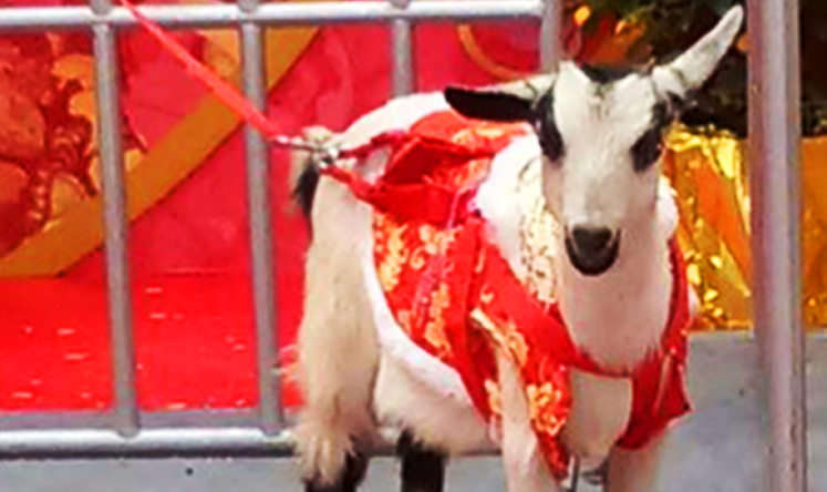 The goat dressed in a traditional red New Year jacket, and contained within a fake paddock with false turf. Photo: SCMP Pictures