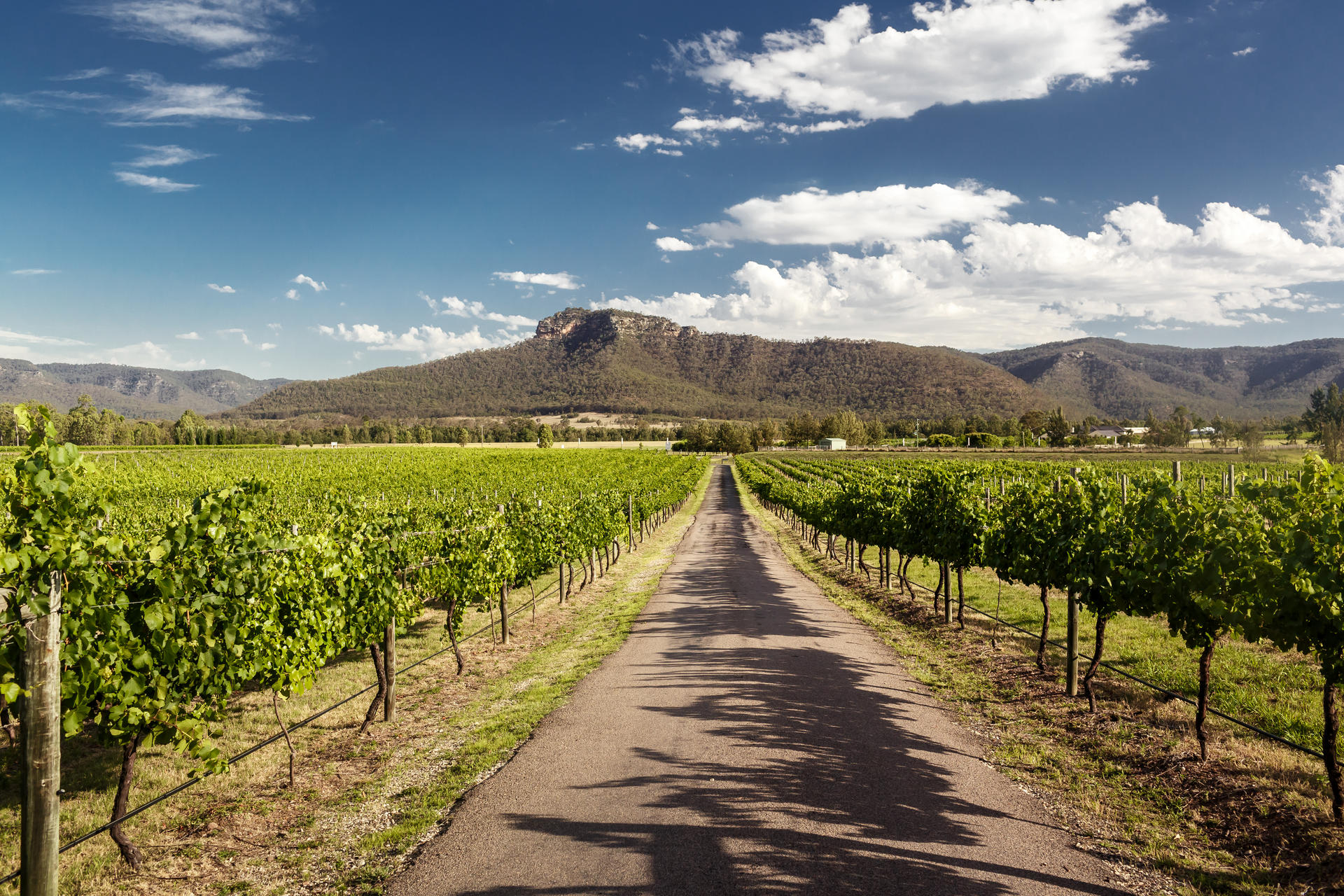 View of Hunter Valley vineyards.